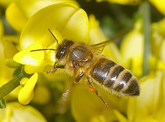 Biene besucht Blüte